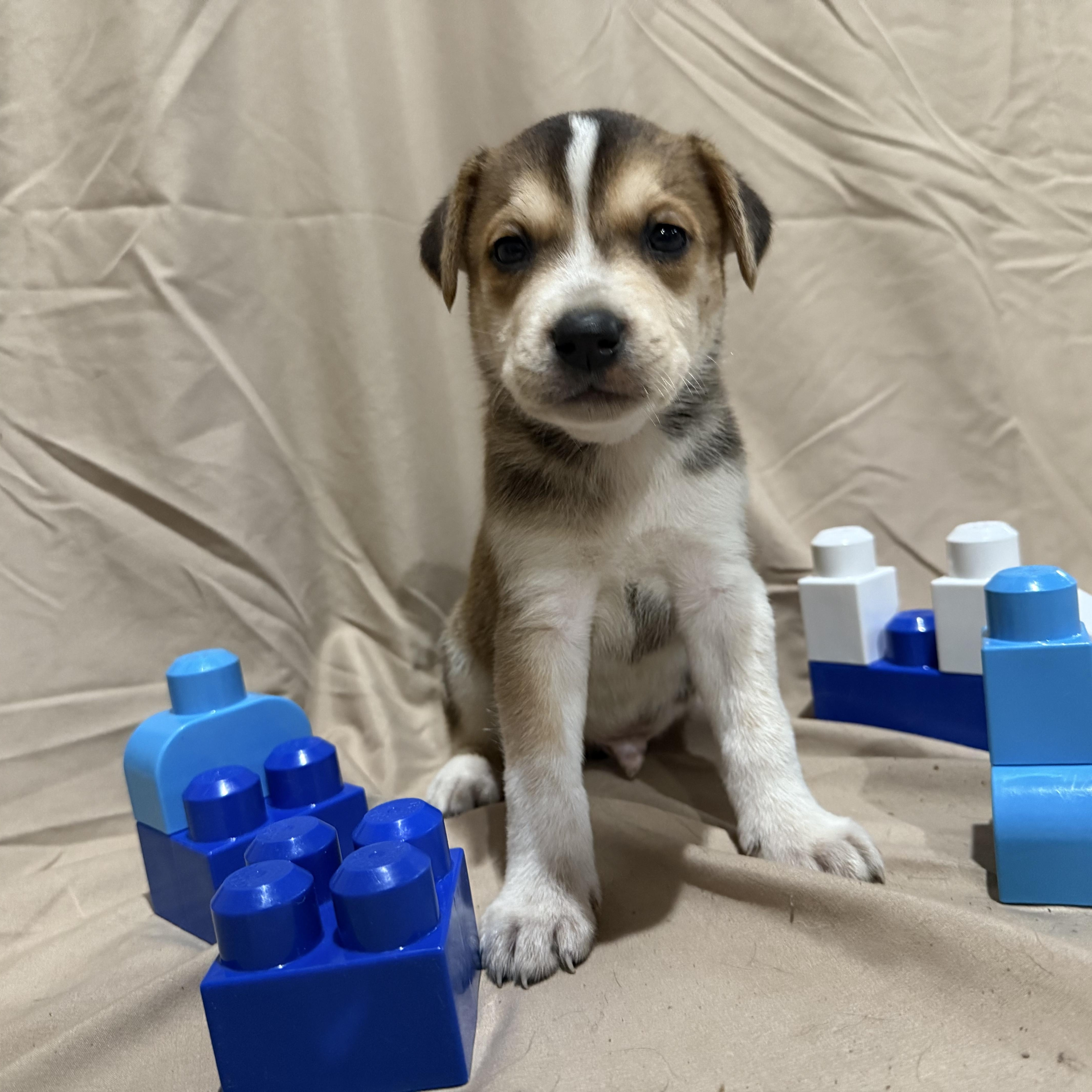 Enlarge Red, a Adopted mixed breed in Middlefield , OH image 5/6