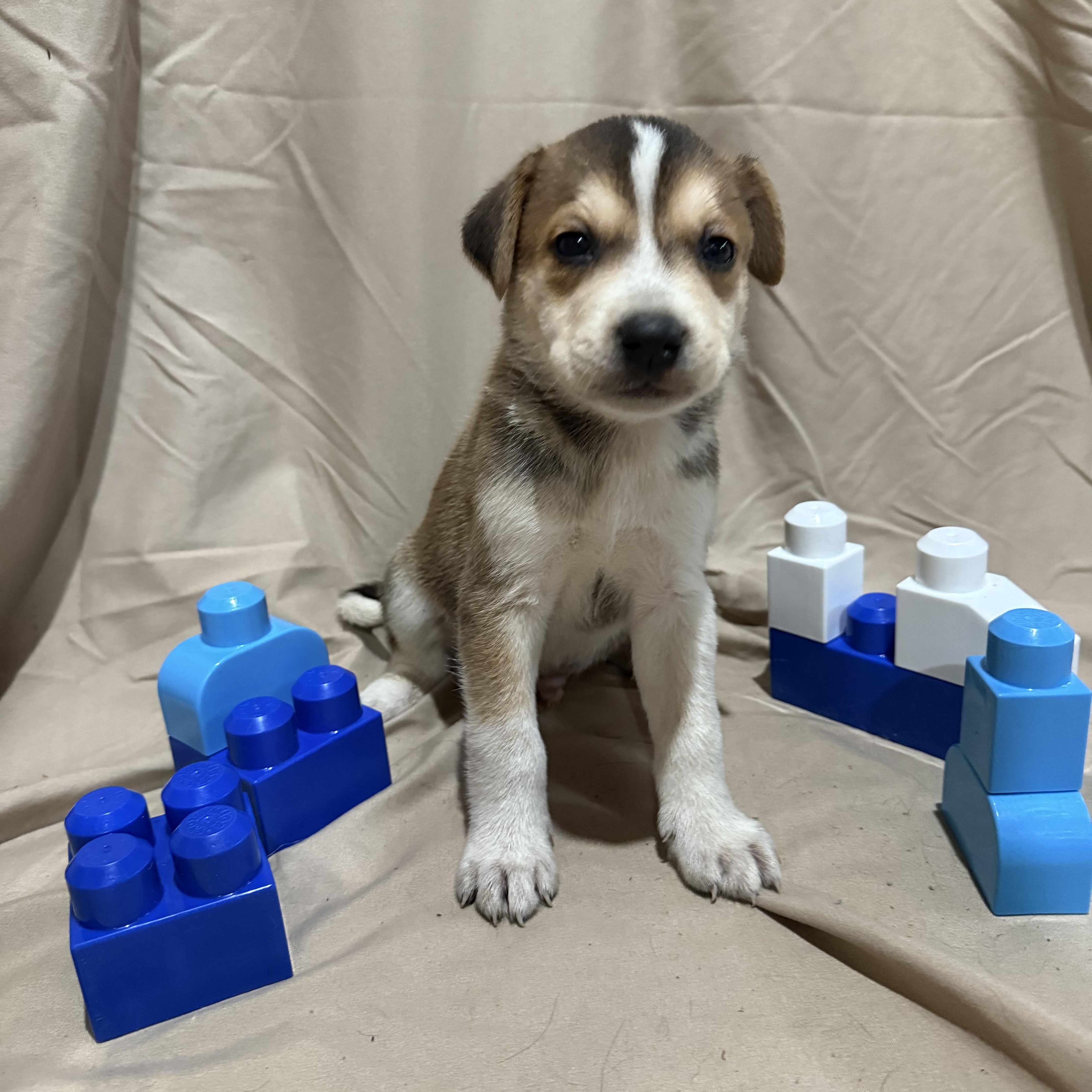 Enlarge Red, a Adopted mixed breed in Middlefield , OH image 6/6