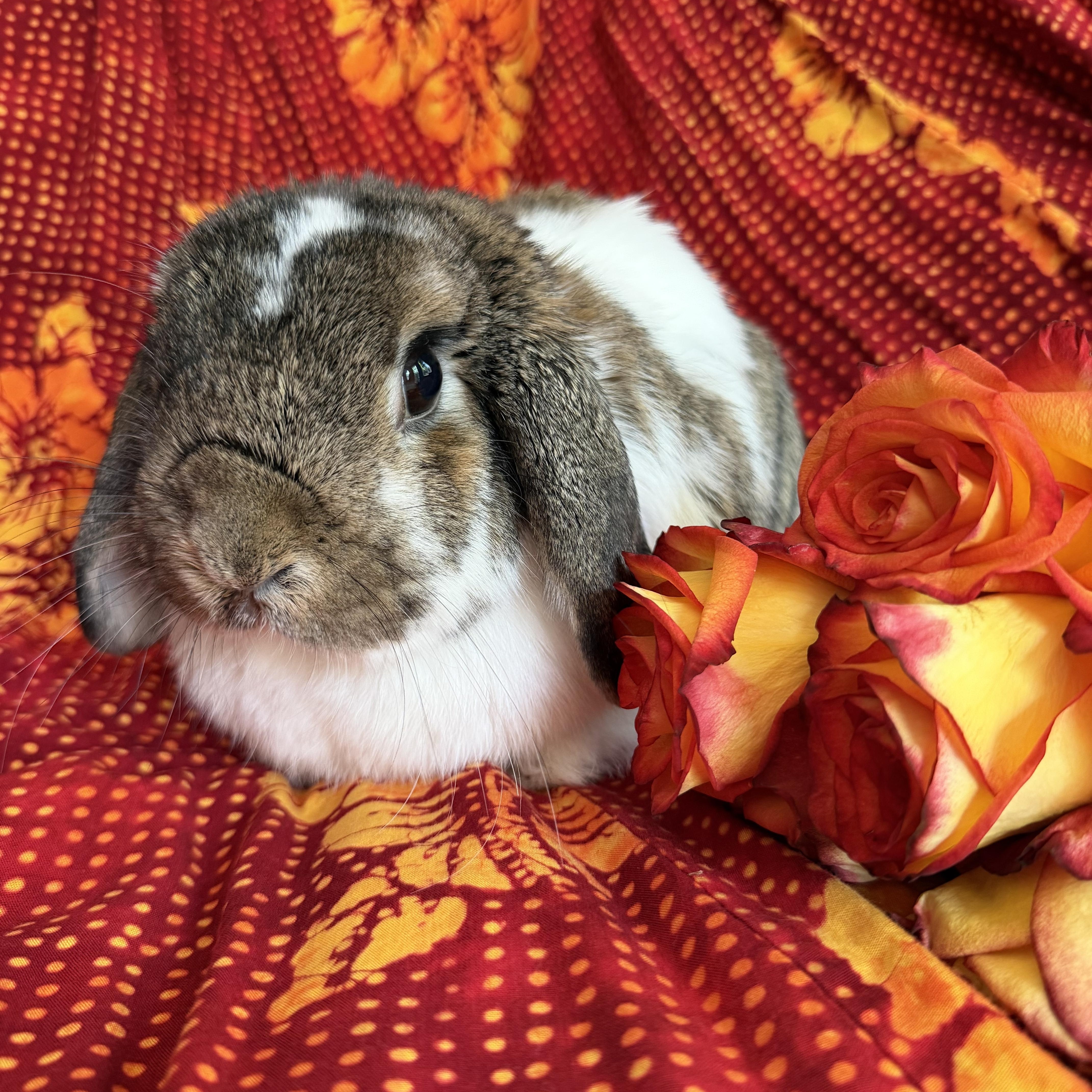 Enlarge Albert, a Adopted Mini Lop in Livermore, CA image 4/5