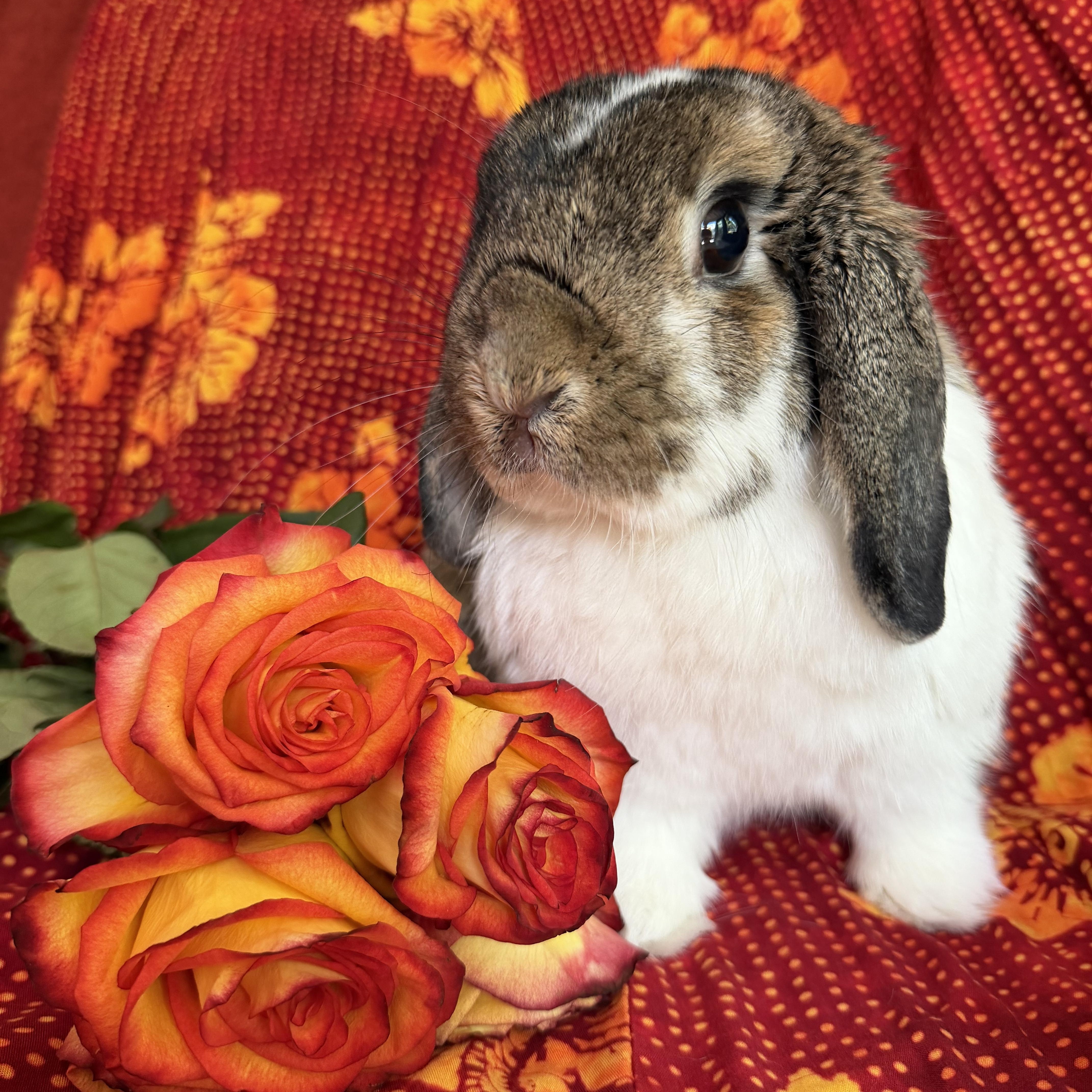 Enlarge Albert, a Adopted Mini Lop in Livermore, CA image 2/5