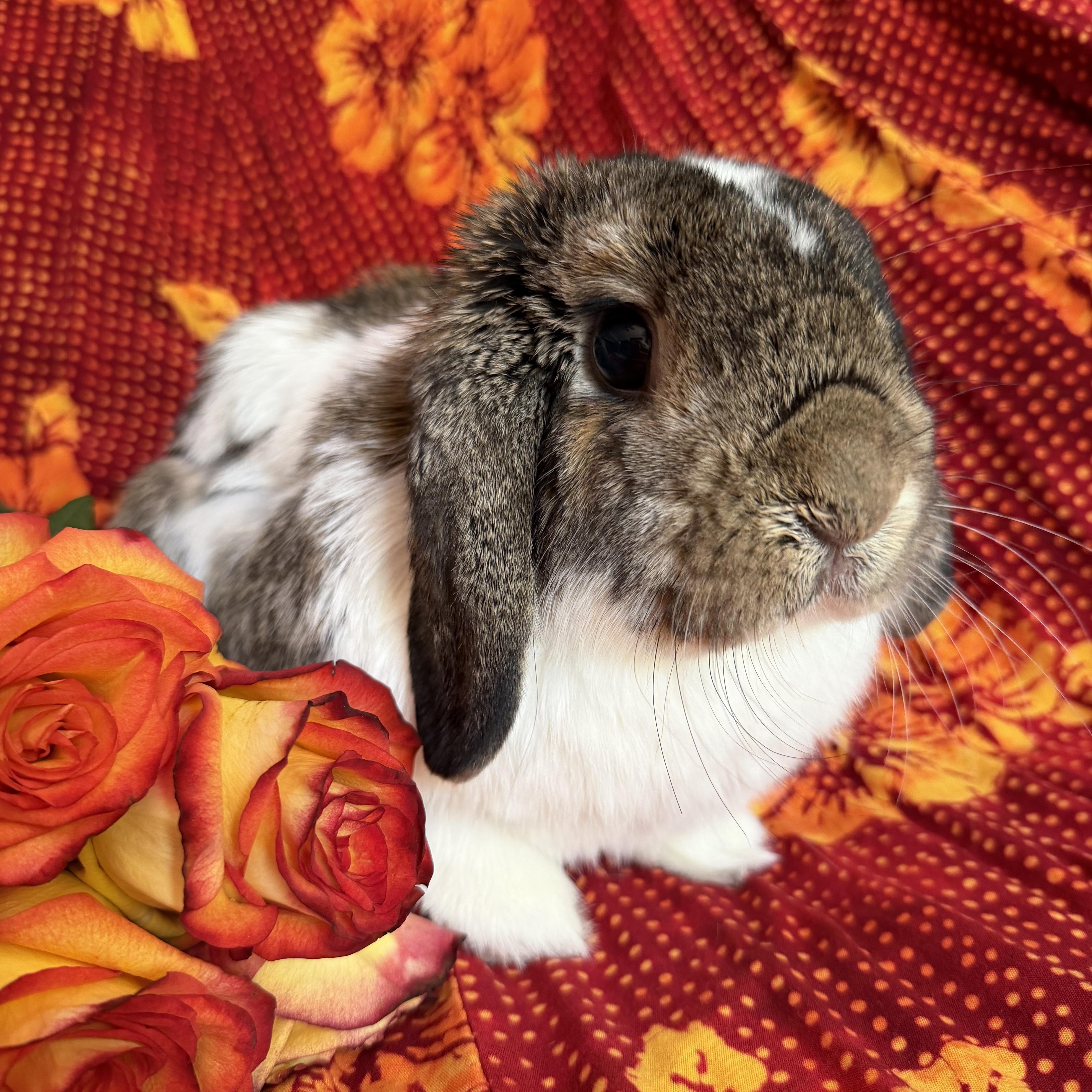 Enlarge Albert, a Adopted Mini Lop in Livermore, CA image 5/5
