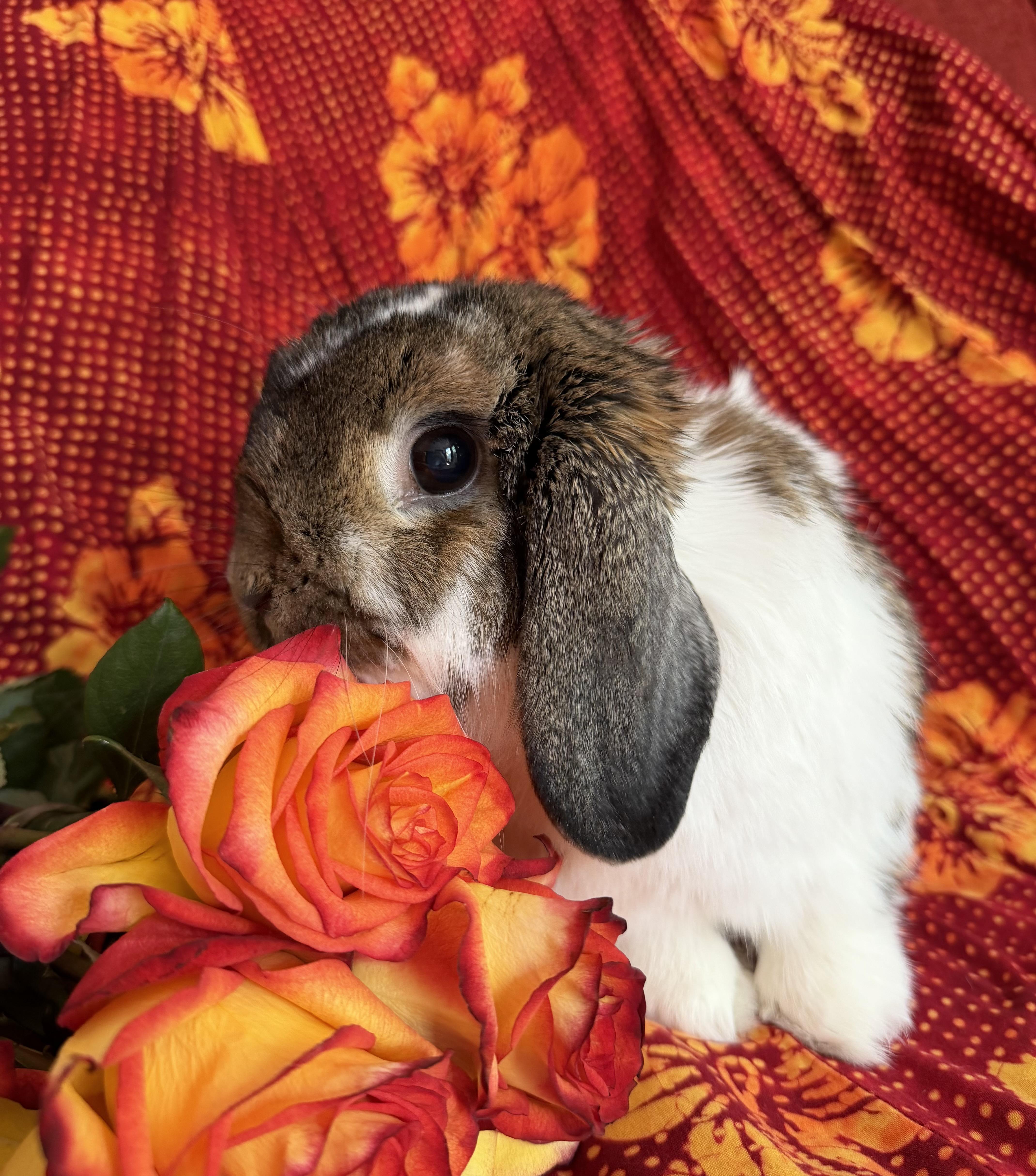 Enlarge Albert, a Adopted Mini Lop in Livermore, CA image 3/5