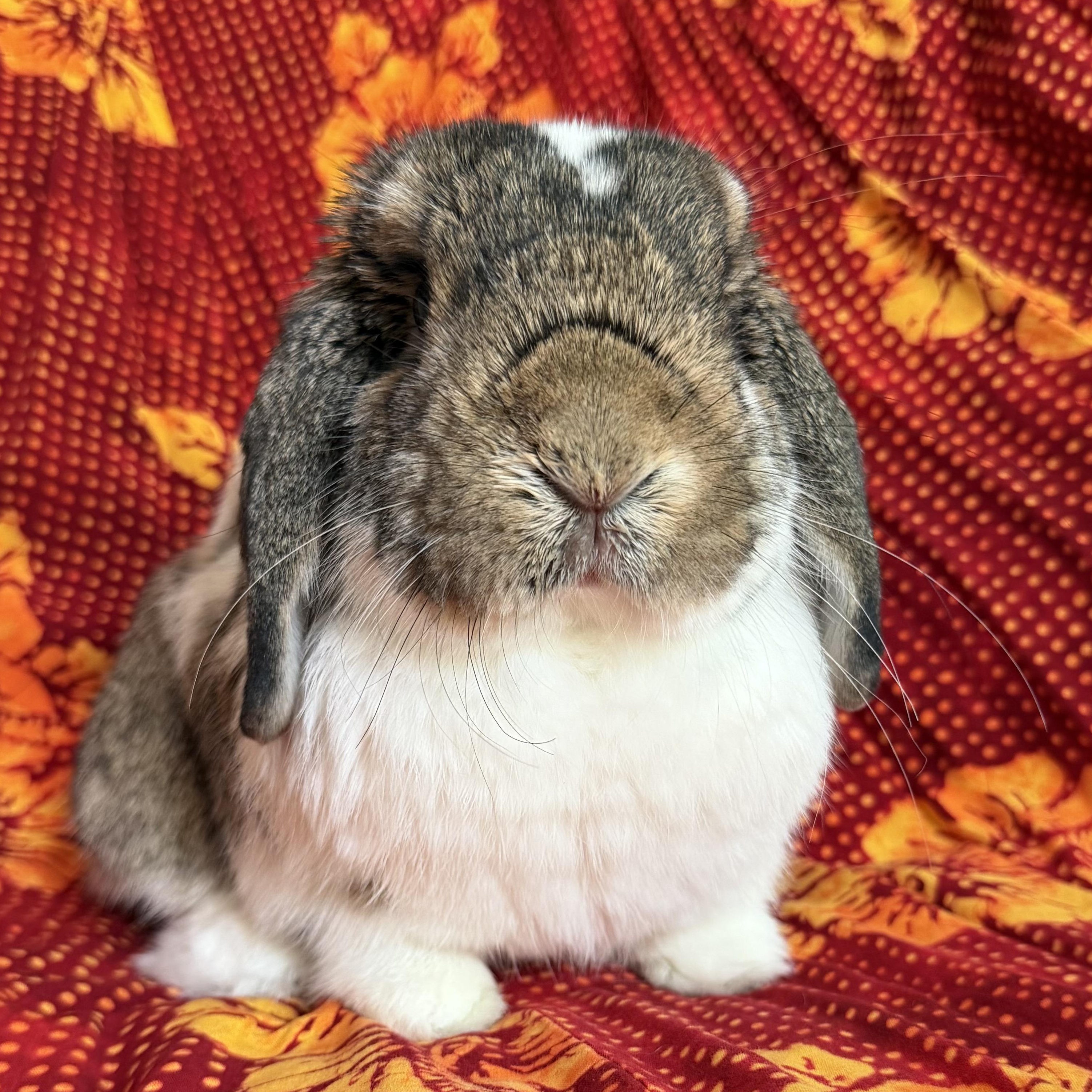 Albert, Adopted, Adult Male Mini Lop.