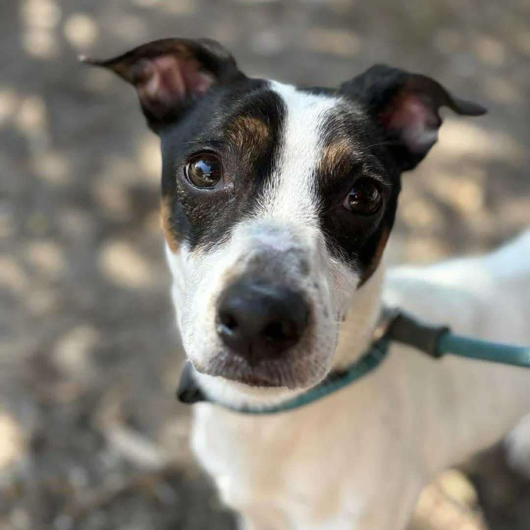 Sawyer - in foster home