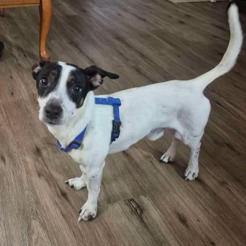 Sawyer - in foster home