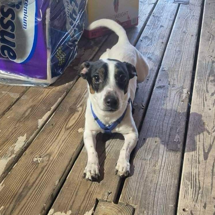 Sawyer - in foster home