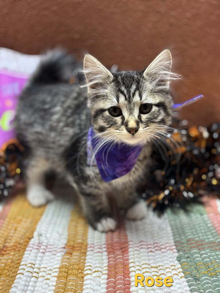 Luna/Rose, Adoptable, Young Female Domestic Medium Hair.