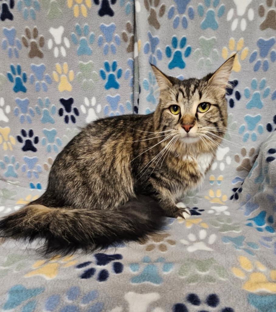 Enlarge Luna/Rose, a Adoptable mixed breed in Wabash, IN image 2/2