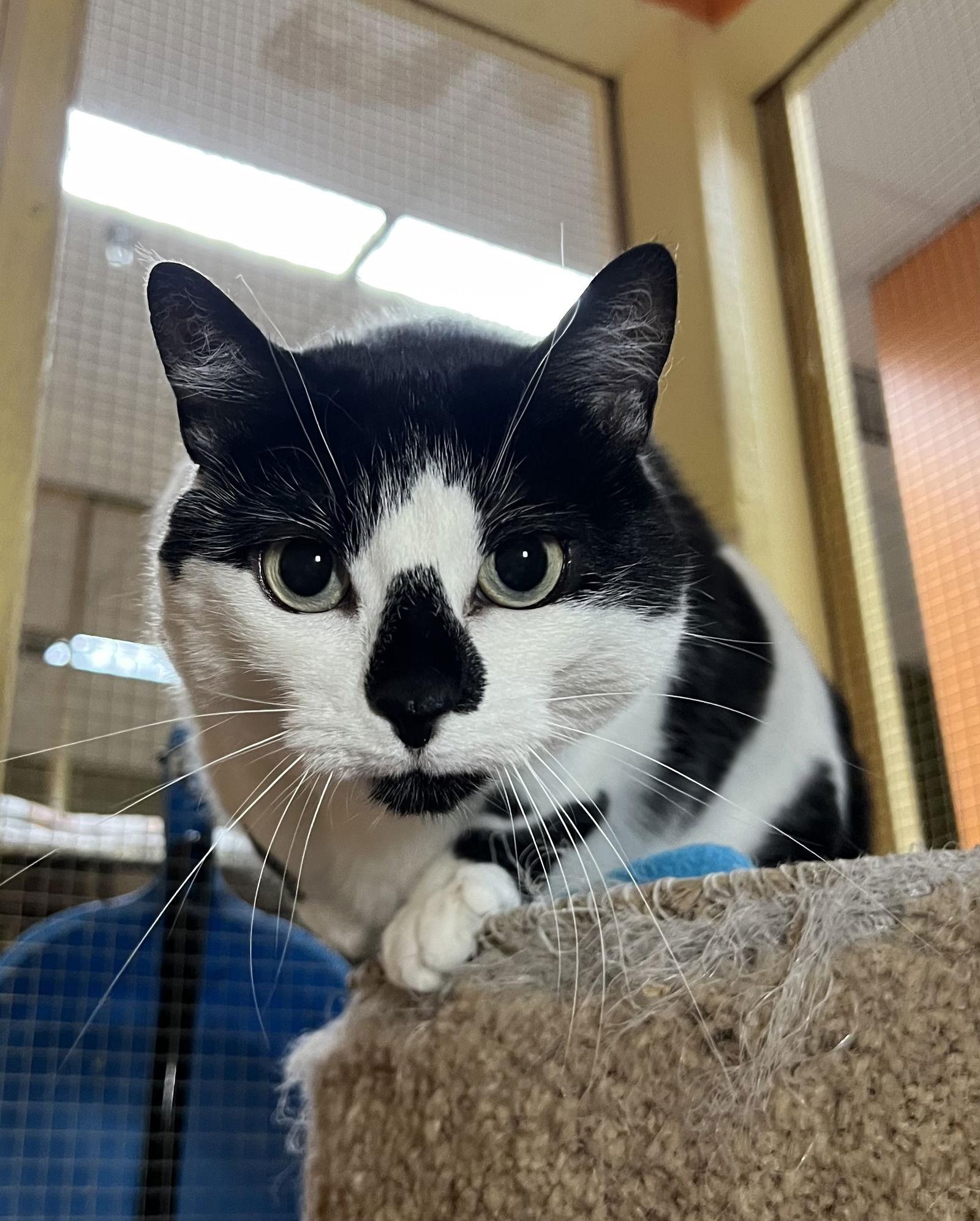 Gracie, a Adoptable Domestic Short Hair in Blasdell, NY image 2/5