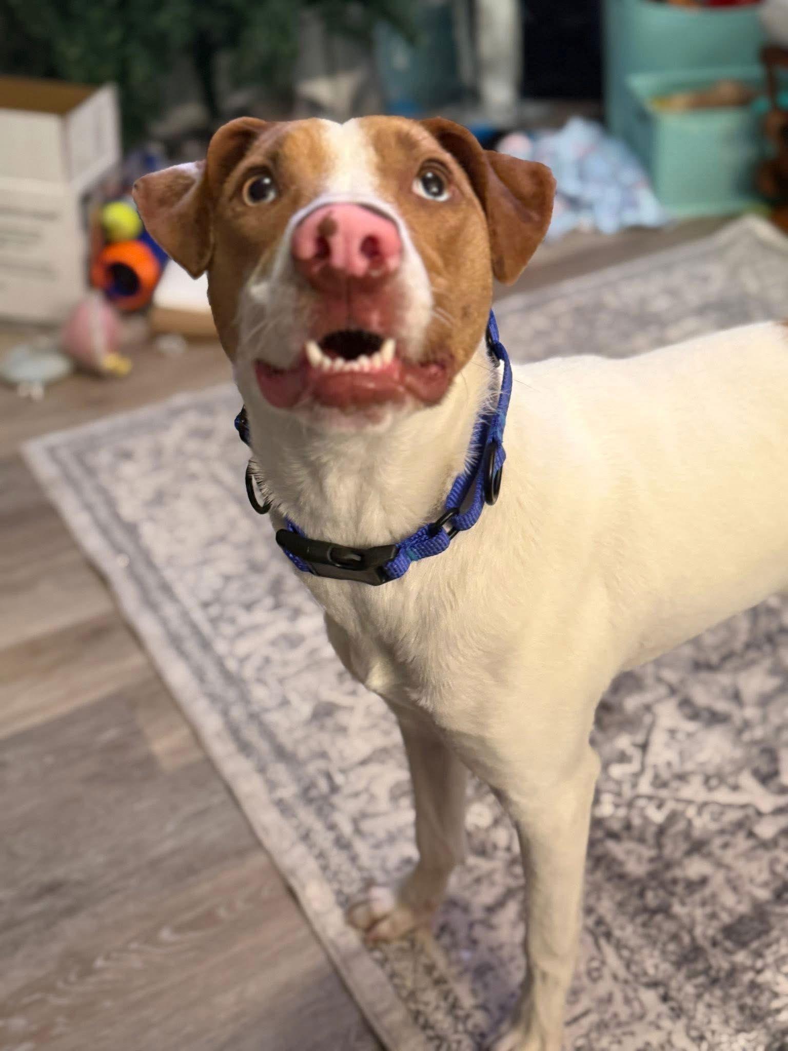 Enlarge June, a Adoptable Terrier in New London, WI image 1/3