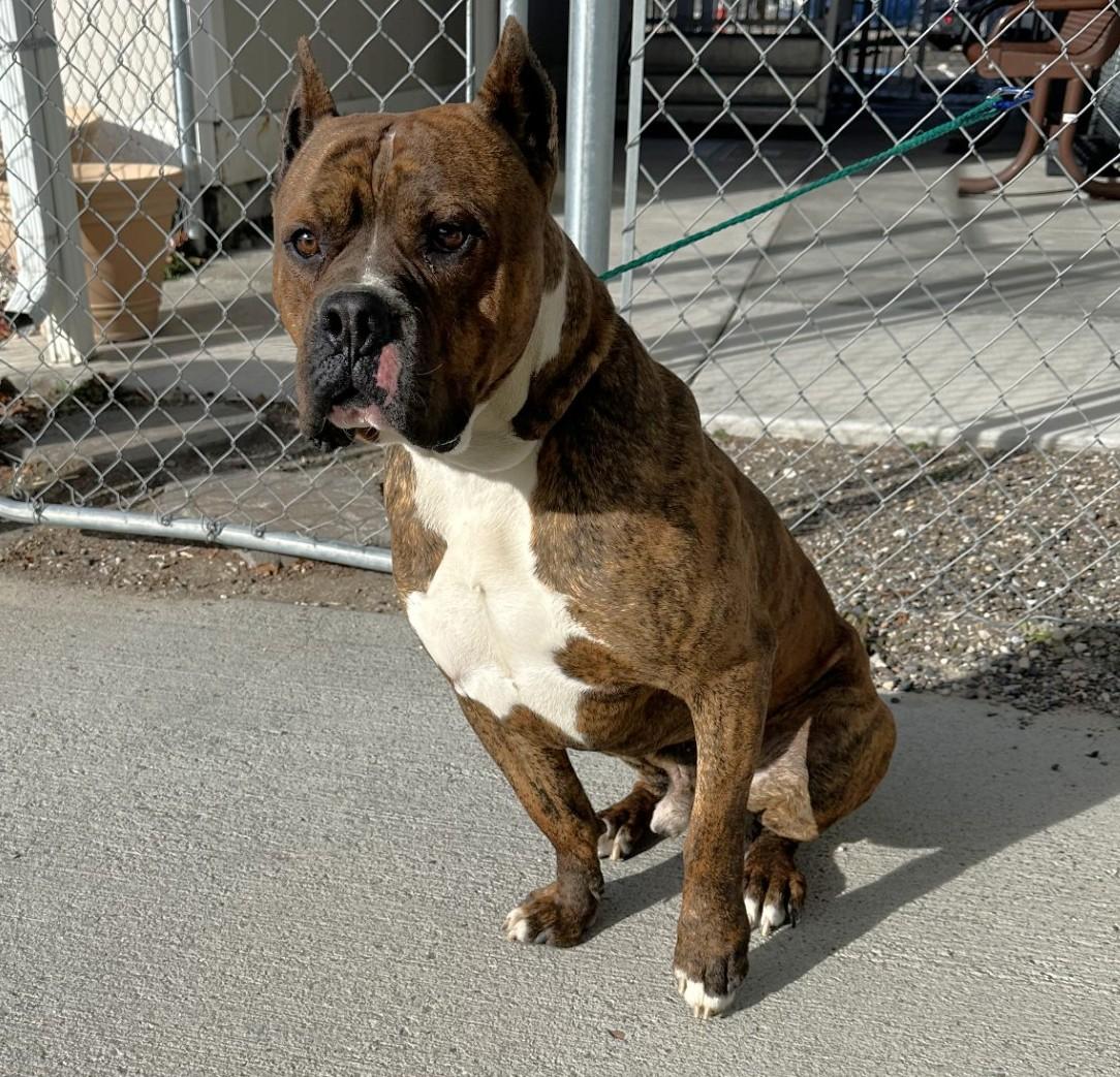 Enlarge Tiger / 59927836, an adoptable mixed breed in Elko, NV image 1/1