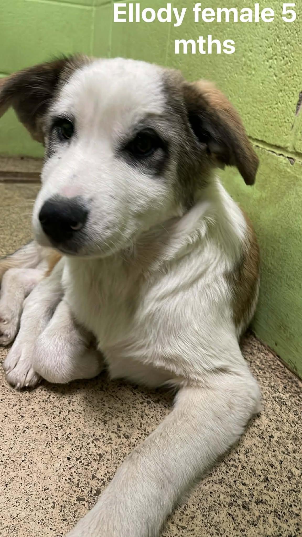 Enlarge Ellody, an adopted mixed breed in Fort Payne, AL image 1/1