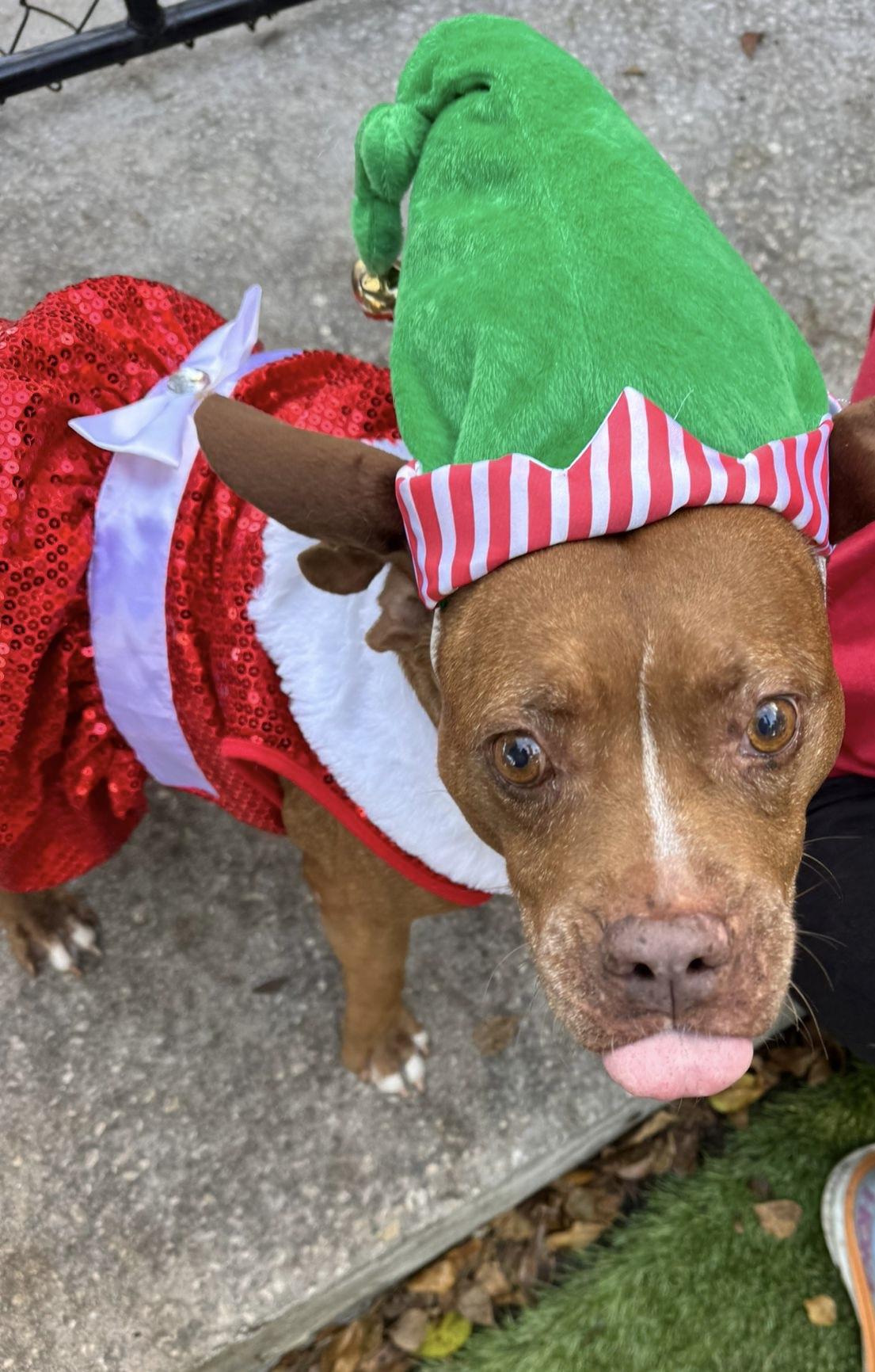 Enlarge Ethel, a Adoptable mixed breed in Lauderhill, FL image 2/3