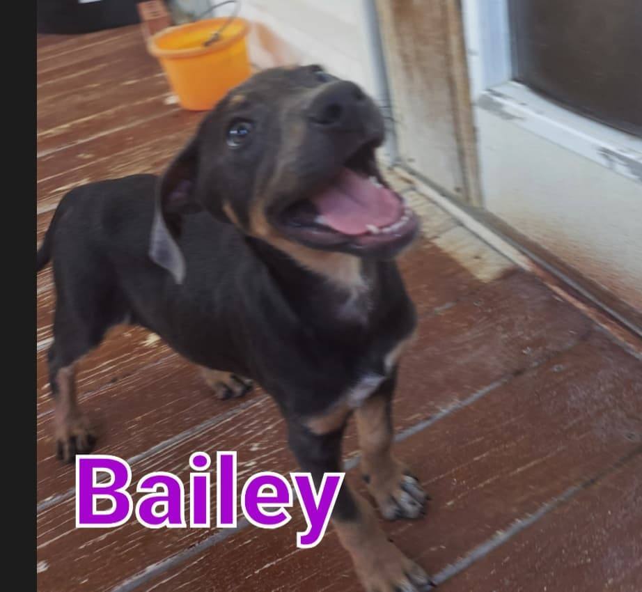 Bailey, a Adoptable mixed breed in Mexia, TX image 1/2