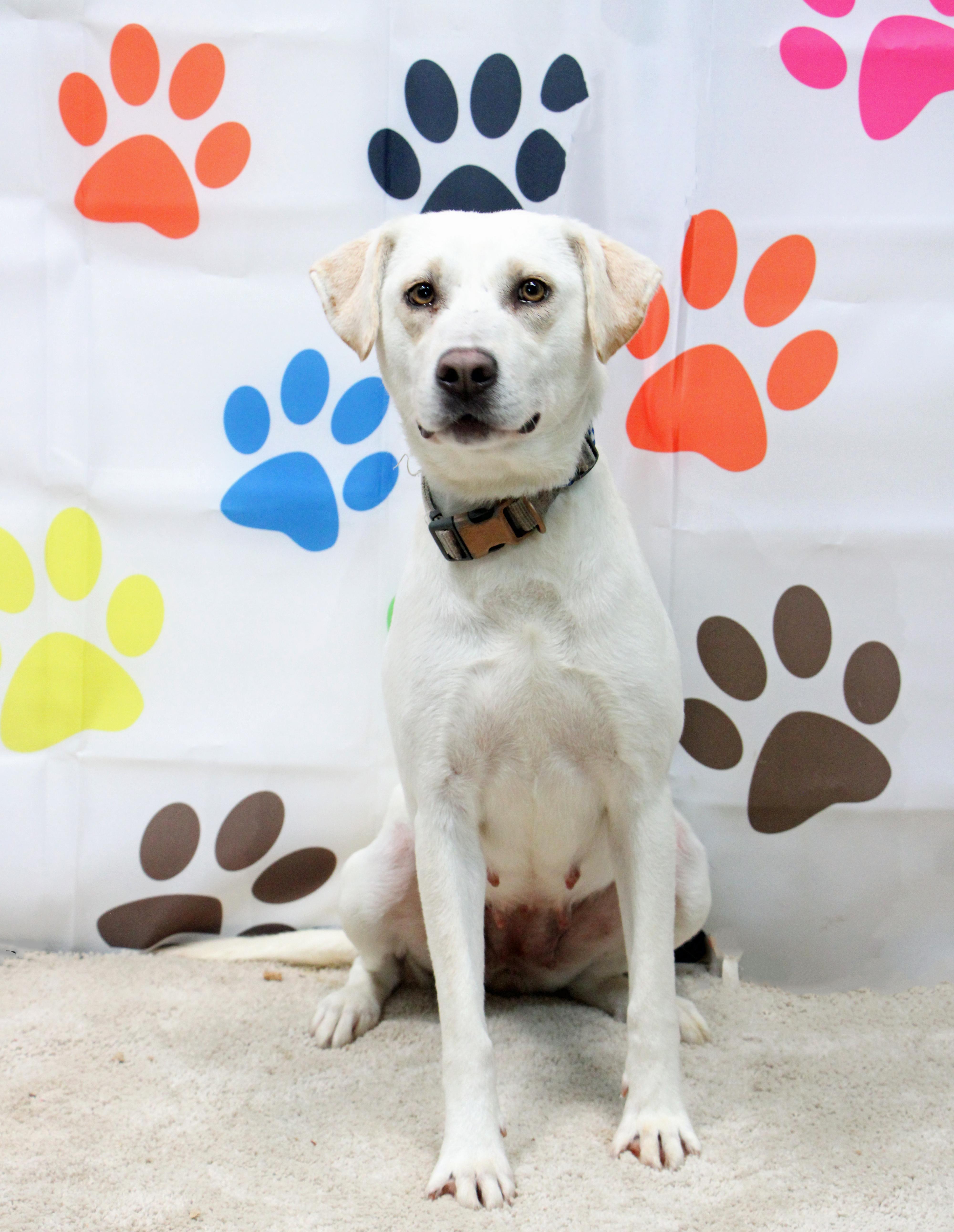 Enlarge Davina, a ADOPTABLE mixed breed in Graham, TX image 3/5