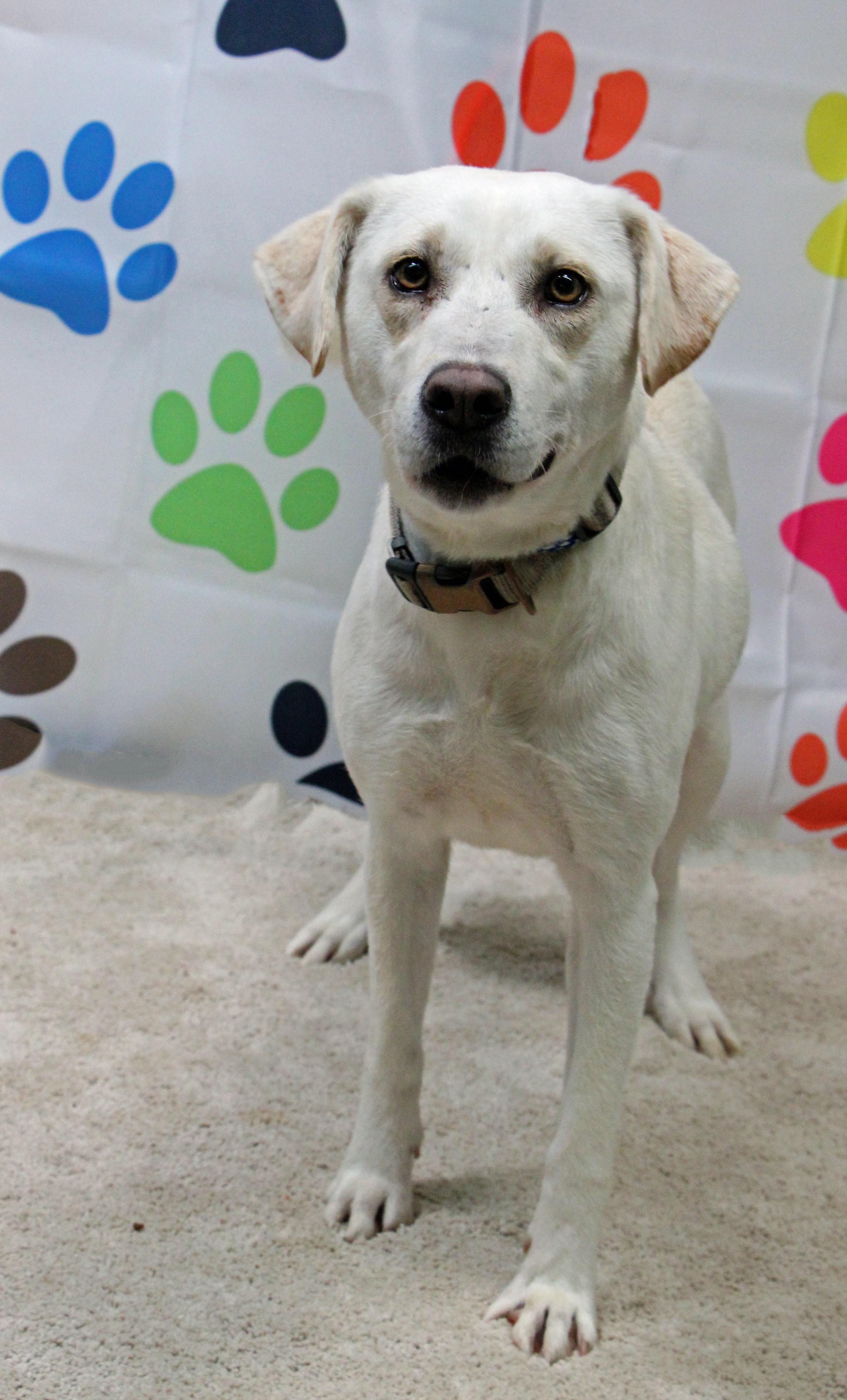 Enlarge Davina, a ADOPTABLE mixed breed in Graham, TX image 1/5