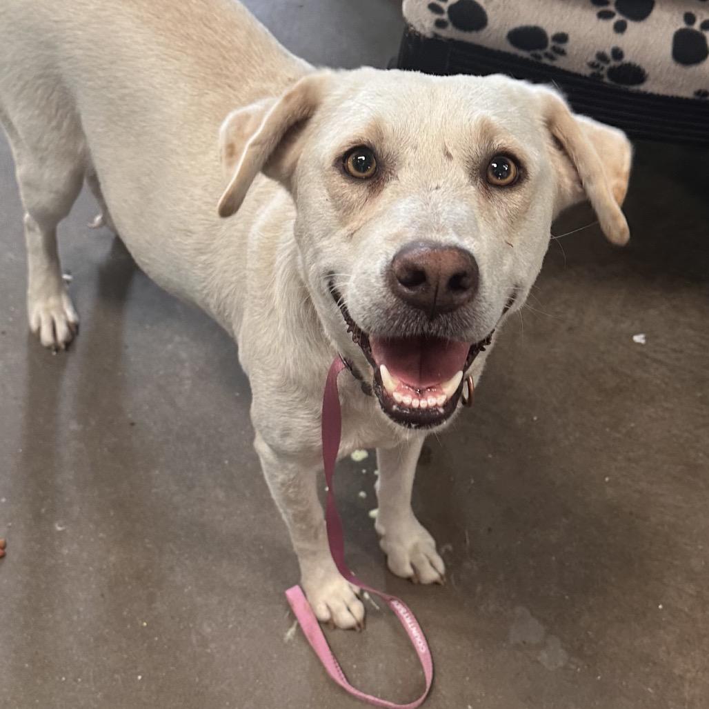 Enlarge Davina, a ADOPTABLE mixed breed in Graham, TX image 5/5