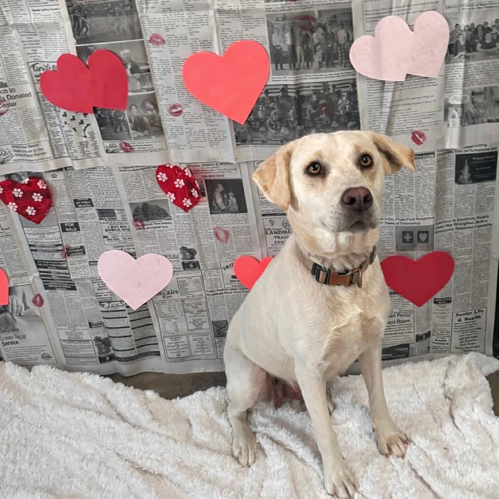 Enlarge Davina, a ADOPTABLE mixed breed in Graham, TX image 4/5