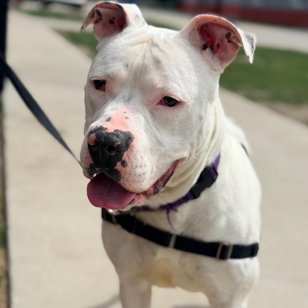 Romeo, Adoptable, Adult Male Pit Bull Terrier.