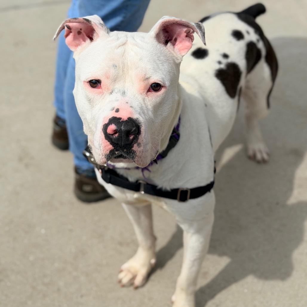 Enlarge Romeo, a Adoptable Pit Bull Terrier in Champaign, IL image 1/6