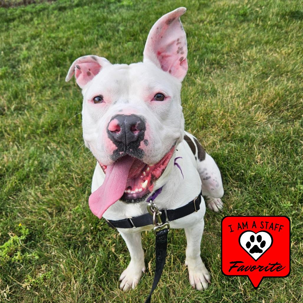 Enlarge Romeo, a Adoptable Pit Bull Terrier in Champaign, IL image 2/6