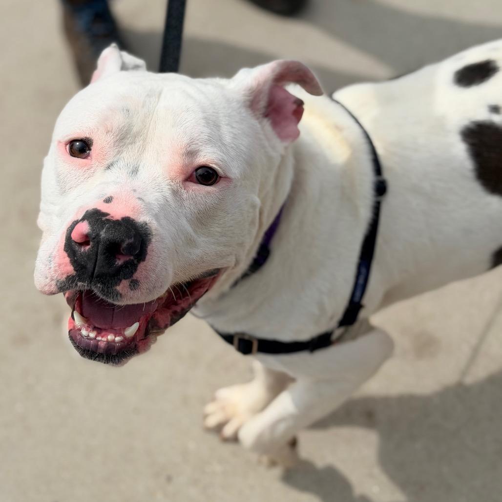 Enlarge Romeo, a Adoptable Pit Bull Terrier in Champaign, IL image 3/6
