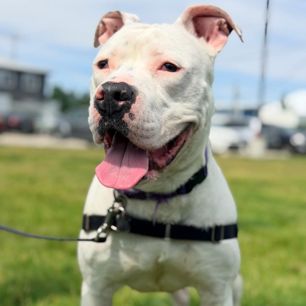 Enlarge Romeo, a Adoptable Pit Bull Terrier in Champaign, IL image 4/6