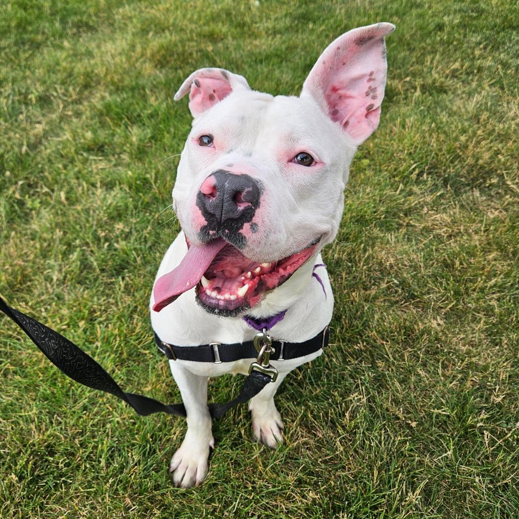 Enlarge Romeo, a Adoptable Pit Bull Terrier in Champaign, IL image 5/6