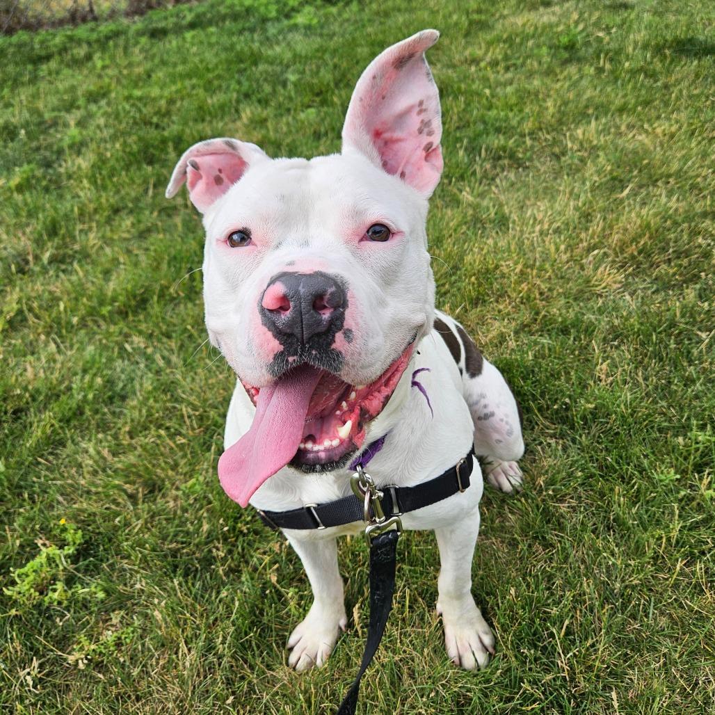 Enlarge Romeo, a Adoptable Pit Bull Terrier in Champaign, IL image 6/6