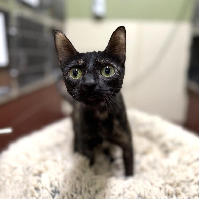 Felicia, Adoptable, Adult Female Domestic Short Hair.