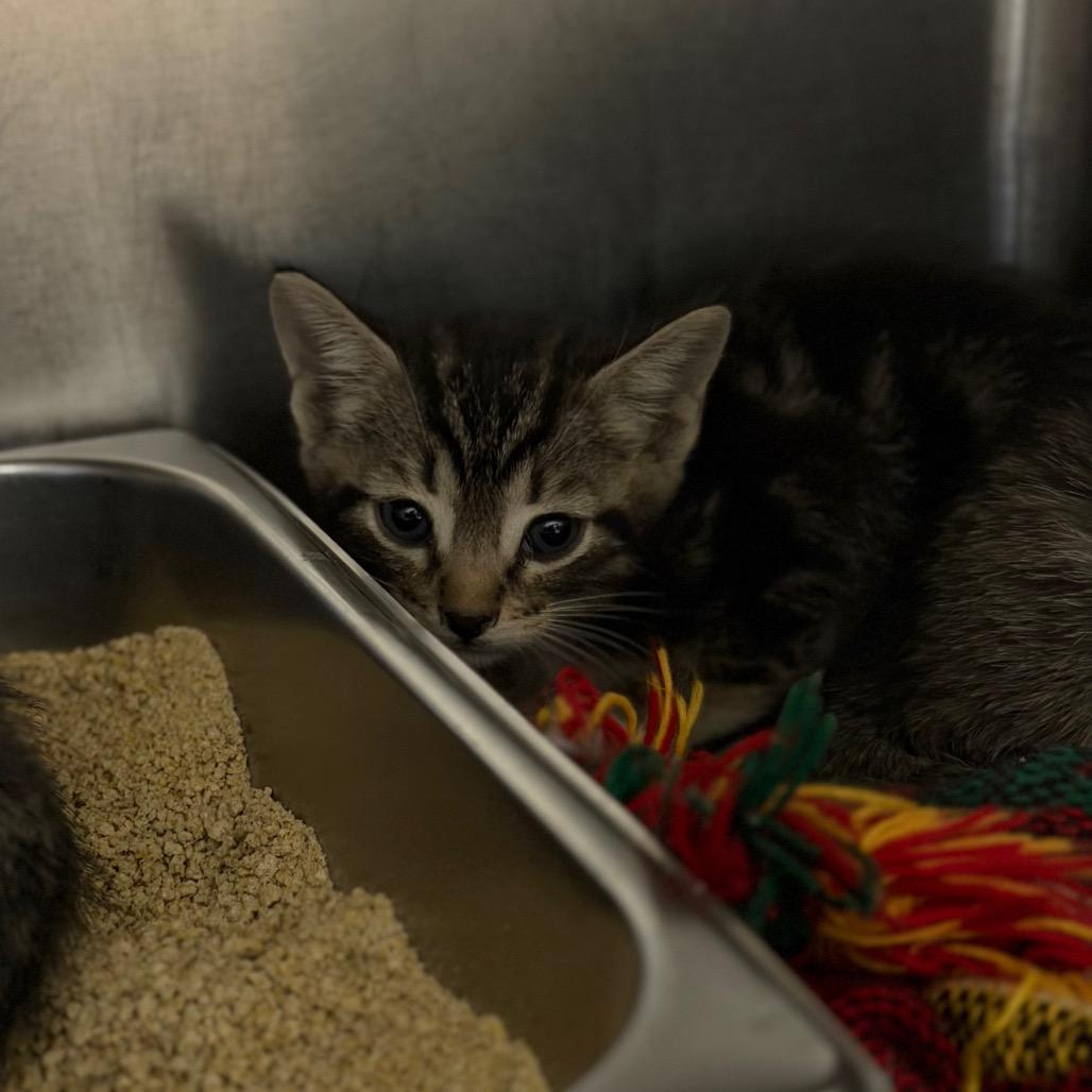 Calvin, Adoptable, Kitten Male Domestic Short Hair.