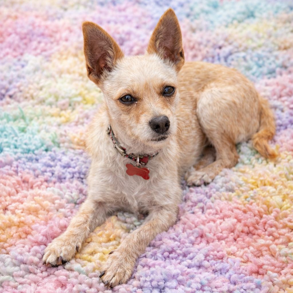 Tiny - Cuddle Bug, Loves Kisses, Affectionate and Great with Dogs