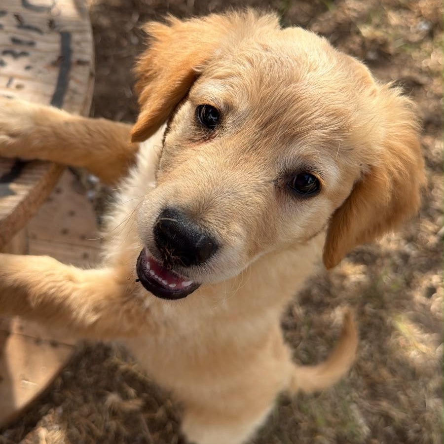 Leonardo, Adopted, Puppy Male Labrador Retriever & Golden Retriever.