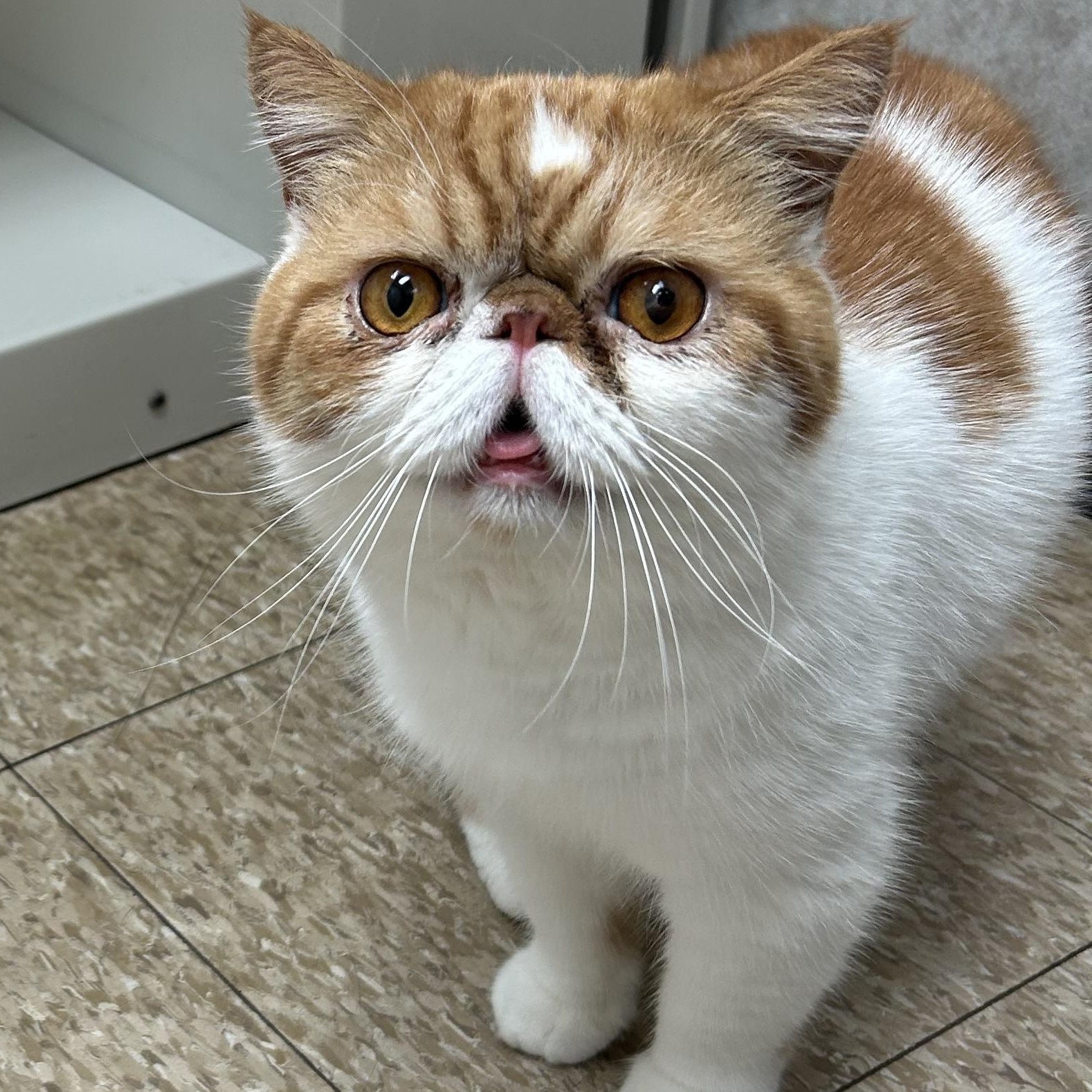Enlarge Cheesy, a Adoptable Exotic Shorthair in Farmington Hills, MI image 4/4