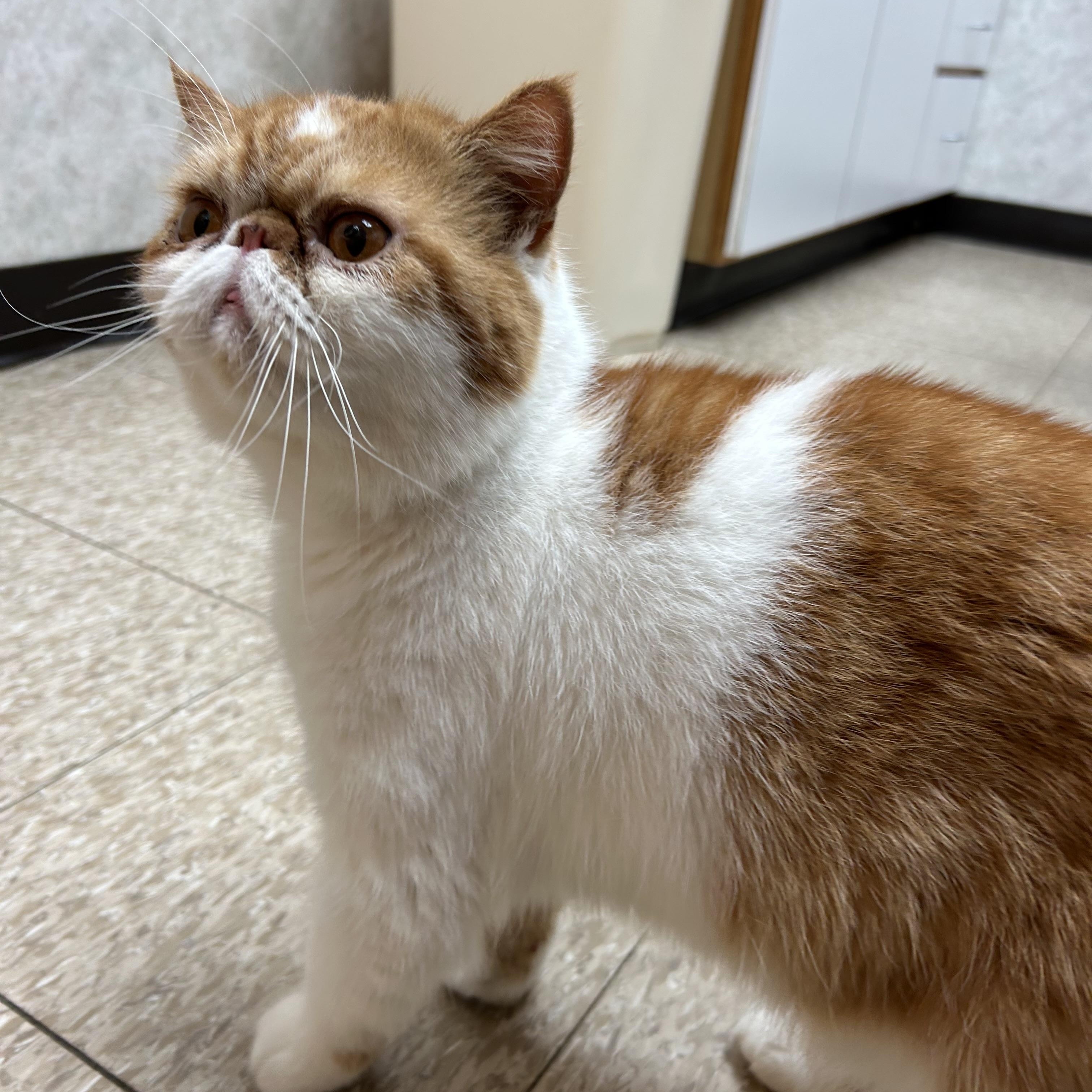 Enlarge Cheesy, a Adoptable Exotic Shorthair in Farmington Hills, MI image 3/4