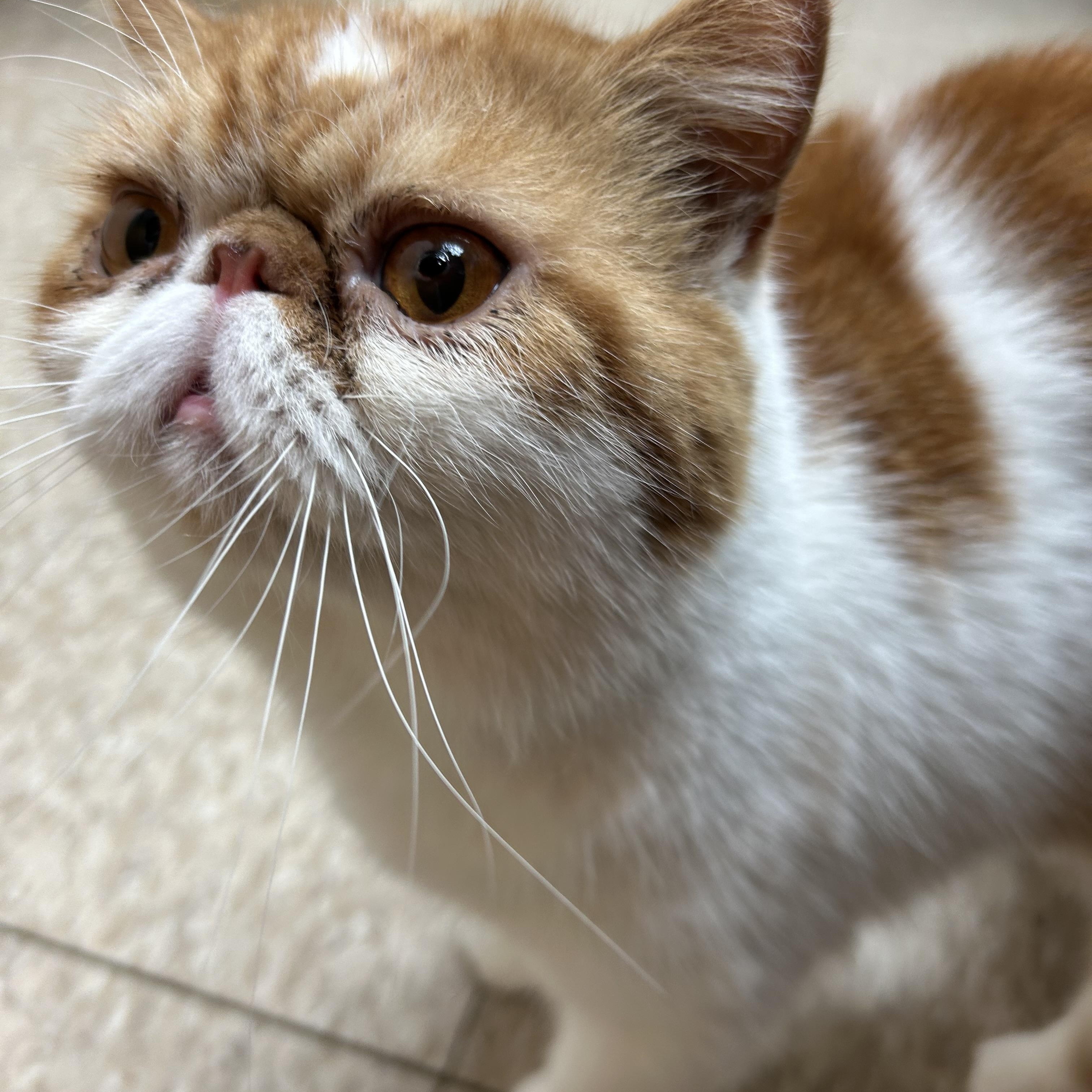 Enlarge Cheesy, a Adoptable Exotic Shorthair in Farmington Hills, MI image 2/4