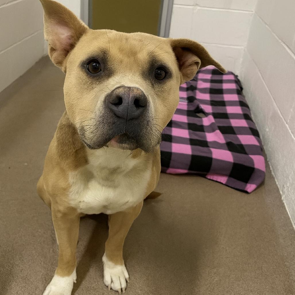 Enlarge Dijon 25-1771, a Adoptable Mixed Breed in Yanceyville, NC image 1/1