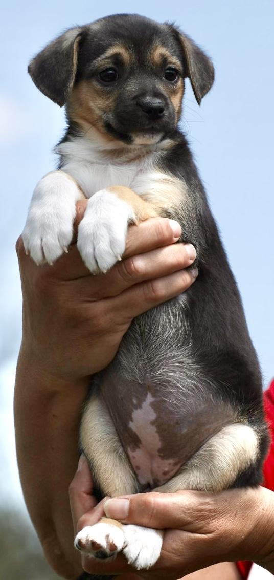 Enlarge 2026Quill, an adopted mixed breed in Frederick, MD image 5/5