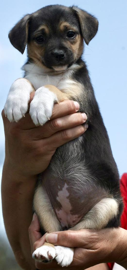Enlarge 2026Quill, an adopted mixed breed in Frederick, MD image 4/5