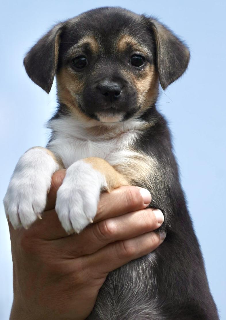 Enlarge 2026Quill, an adopted mixed breed in Frederick, MD image 2/5