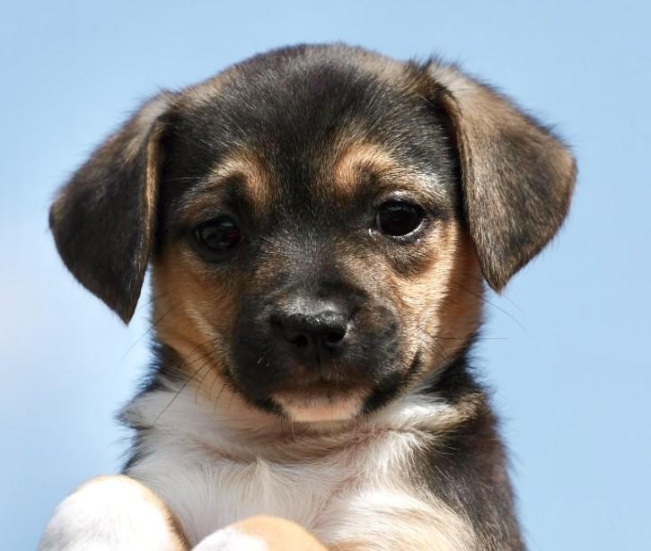 2026Quill, adopted, Puppy Female Corgi & Beagle.