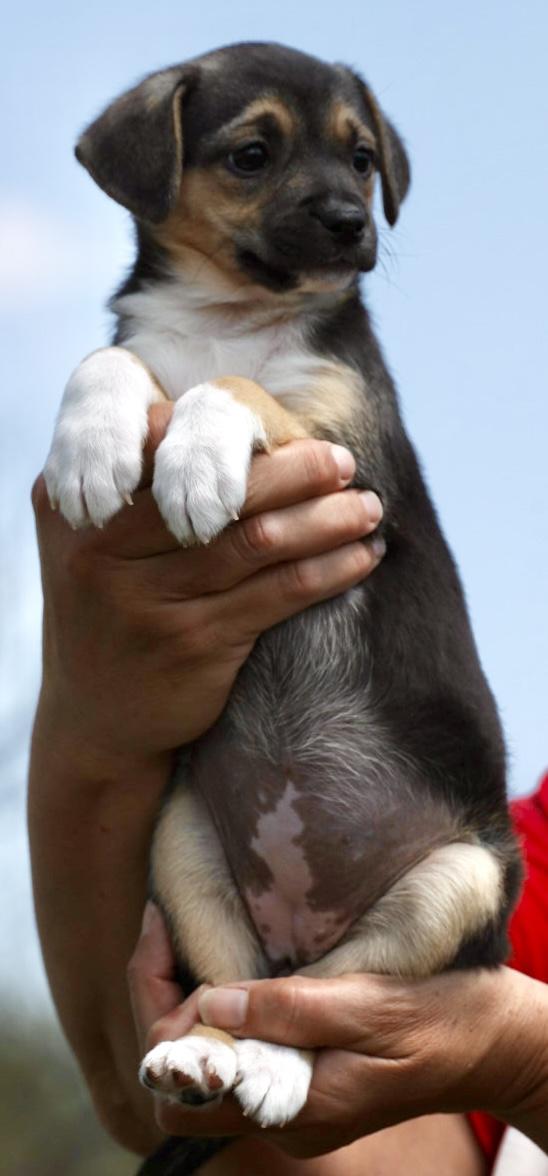 Enlarge 2026Quill, an adopted mixed breed in Frederick, MD image 3/5
