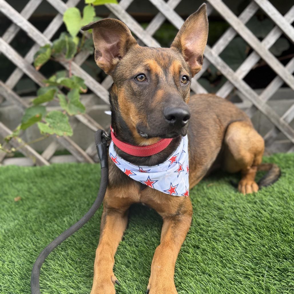 Enlarge Ajax, a Adoptable mixed breed in San Diego, CA image 1/5