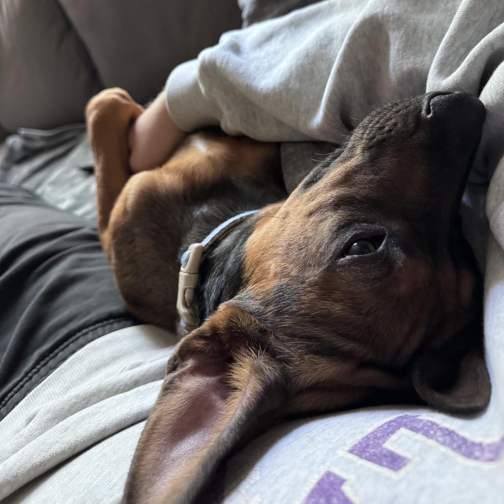 Ajax, a Adoptable mixed breed in San Diego, CA image 1/6