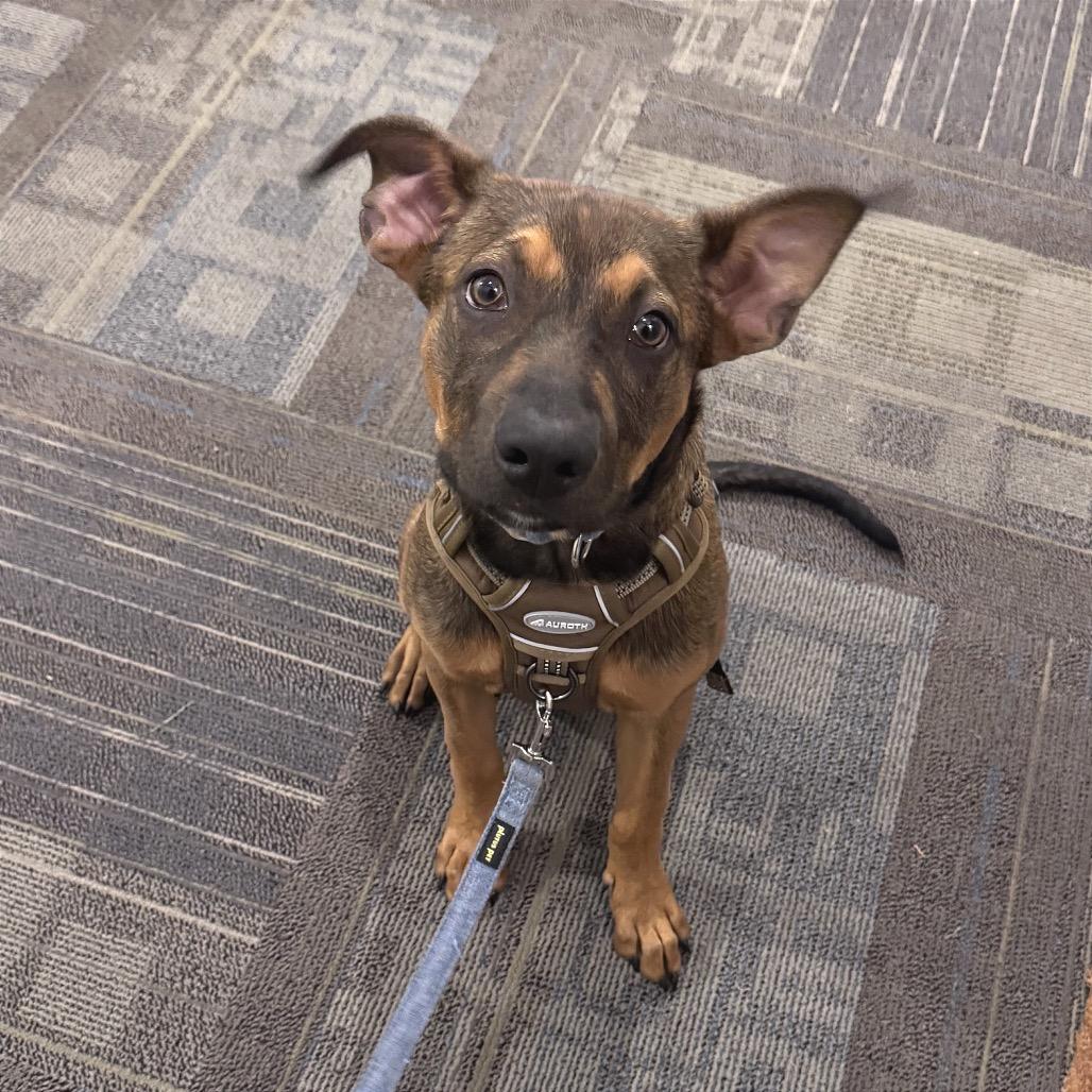 Ajax, a Adoptable mixed breed in San Diego, CA image 2/6