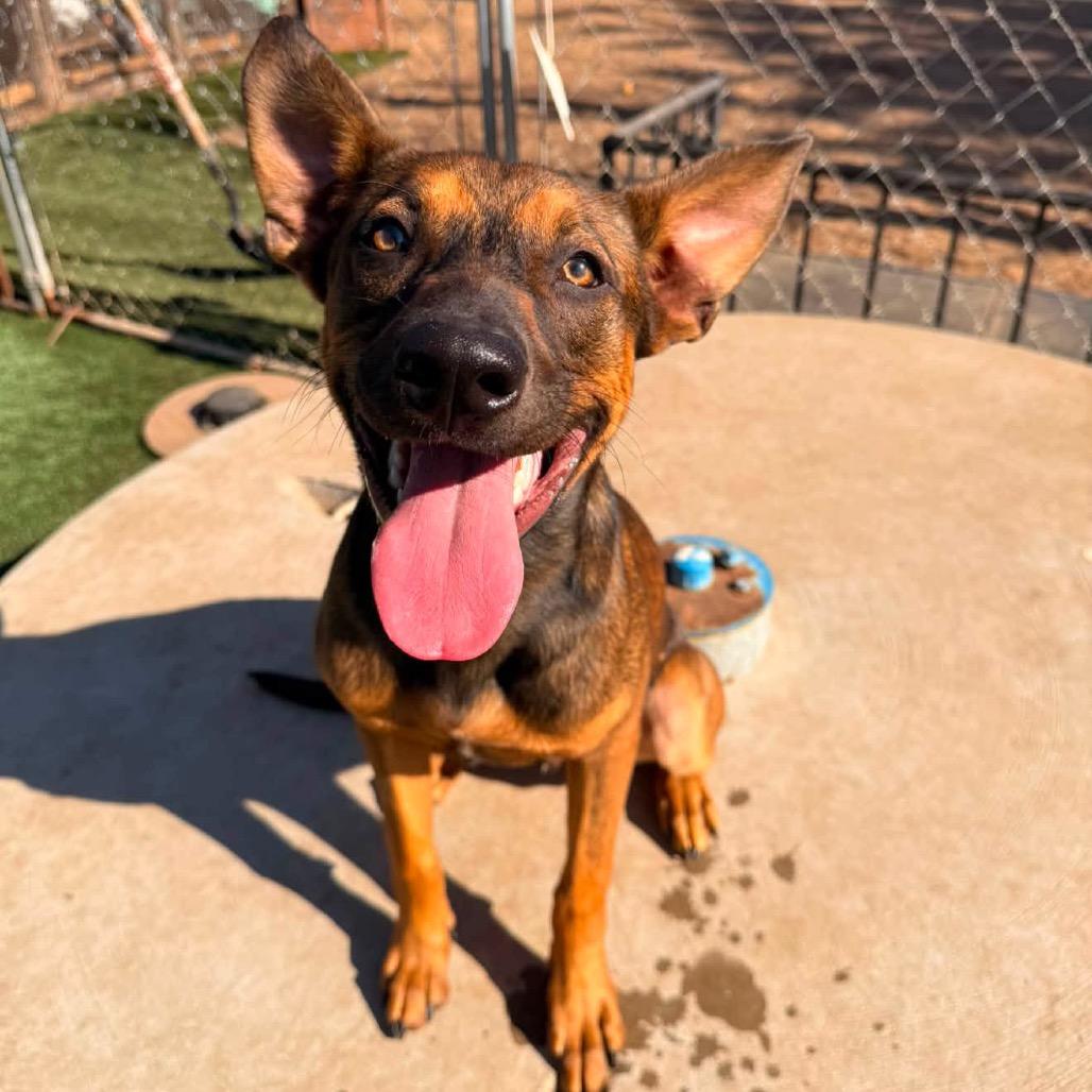 Ajax, a Adoptable mixed breed in San Diego, CA image 3/6