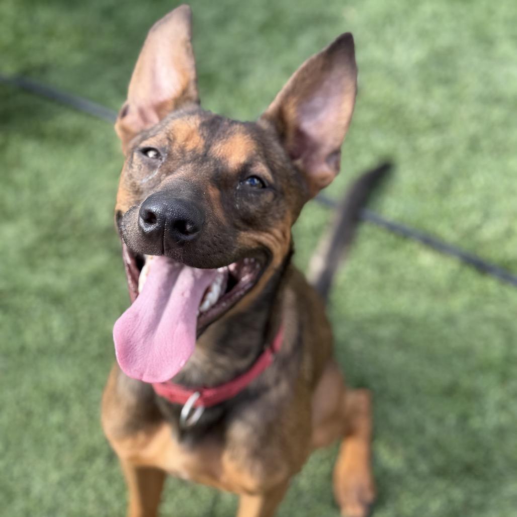 Enlarge Ajax, a Adoptable mixed breed in San Diego, CA image 3/5