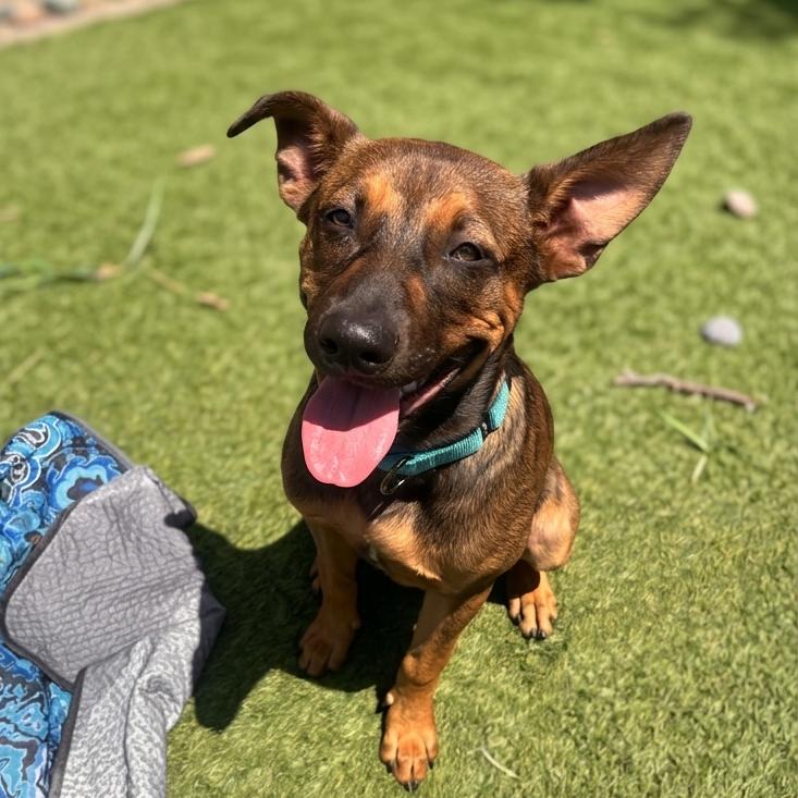 Enlarge Ajax, a Adoptable mixed breed in San Diego, CA image 4/5
