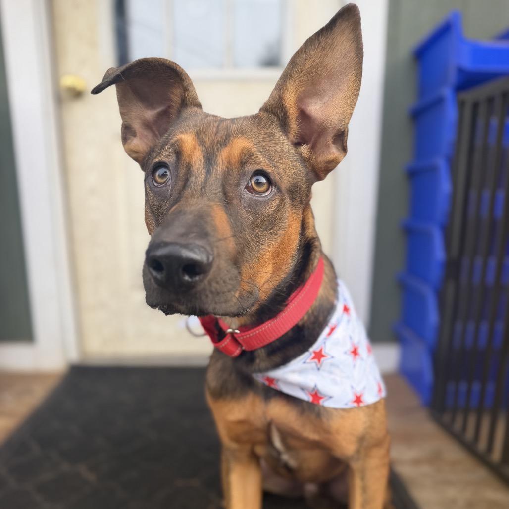 Ajax, a Adoptable mixed breed in San Diego, CA image 5/6