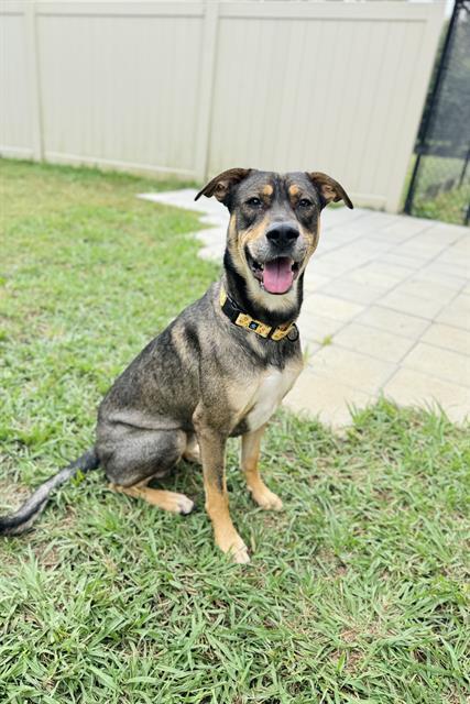 ASKEW, Adoptable, Young Male German Shepherd Dog.